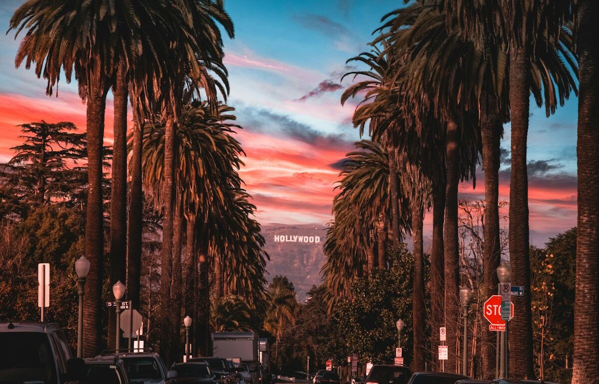 Palm trees at sunset